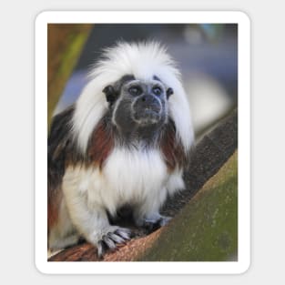 Cotton-top Tamarin Sticker